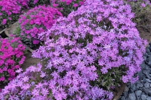 Phlox Subulata 'Rocky Road Magenta' 